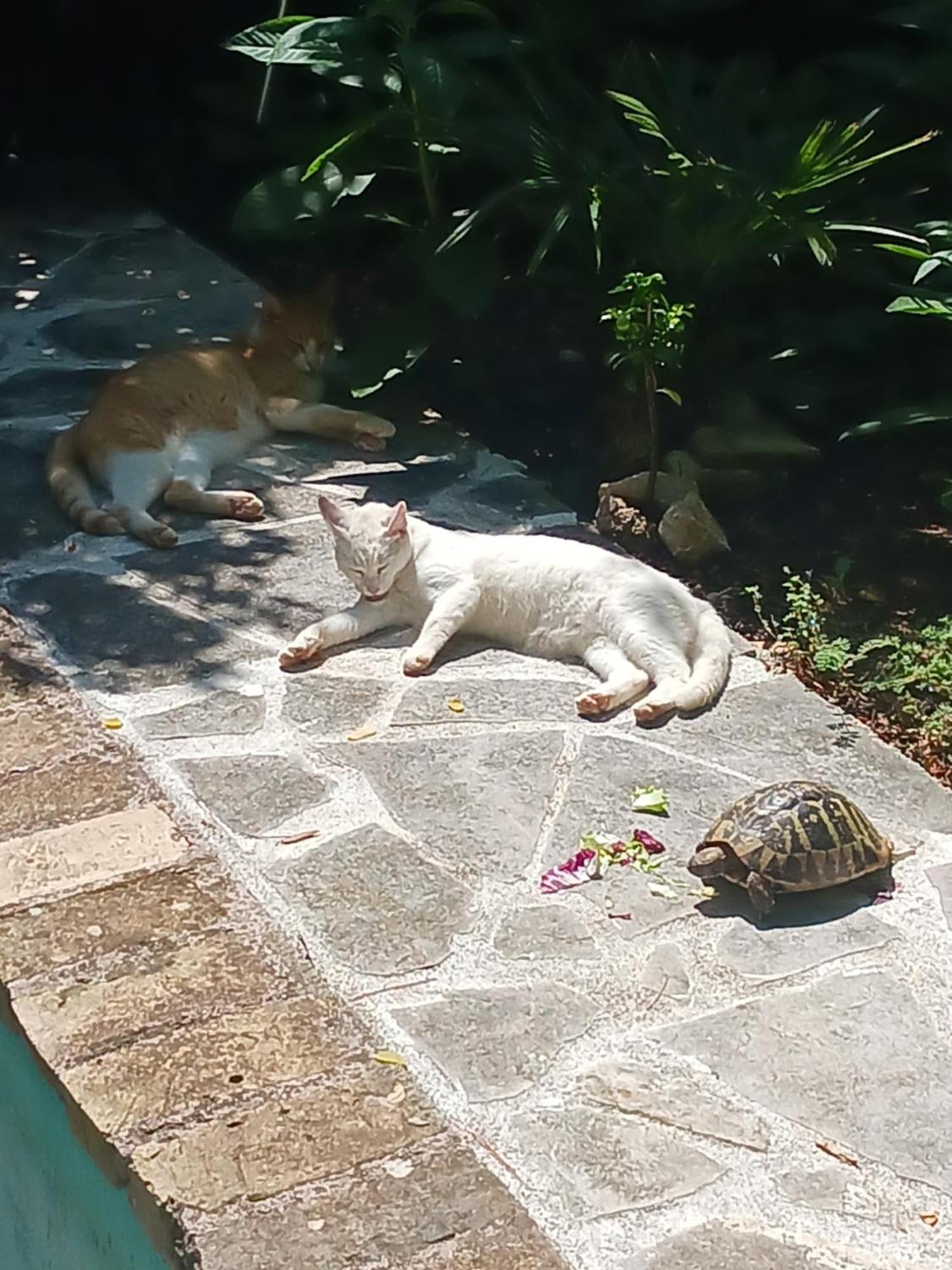 PUY Villa Valkane Pet Friendly 150M From The Stunning Valkane Beach, City Indoor Pools-Fitness And City Mall מראה חיצוני תמונה